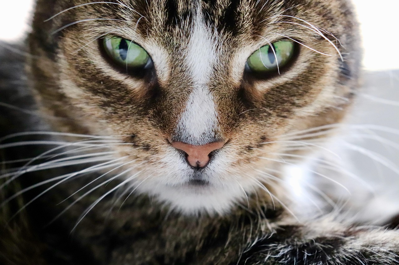 cat eyes, european shorthair, cat, whiskers, cat face, pet, nature, domestic animal, domestic cat, wildlife, animal