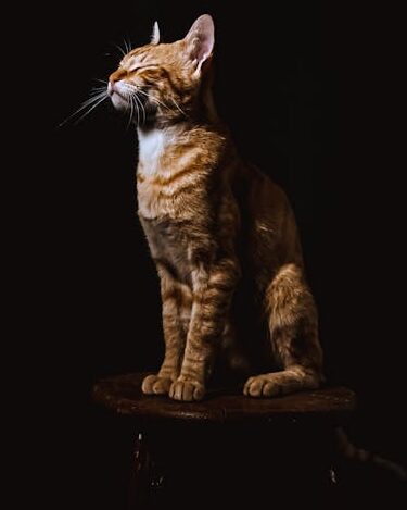 A golden tabby cat sits elegantly on a wooden stool against a dark background.