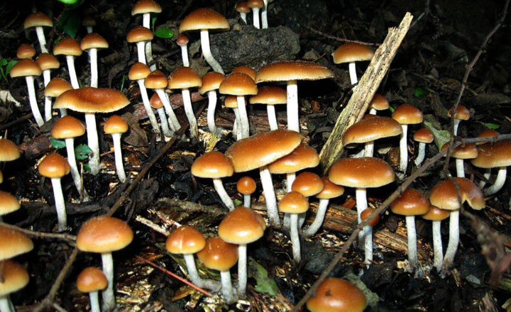 cogumelo mágico africano