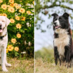 border collie e labrador