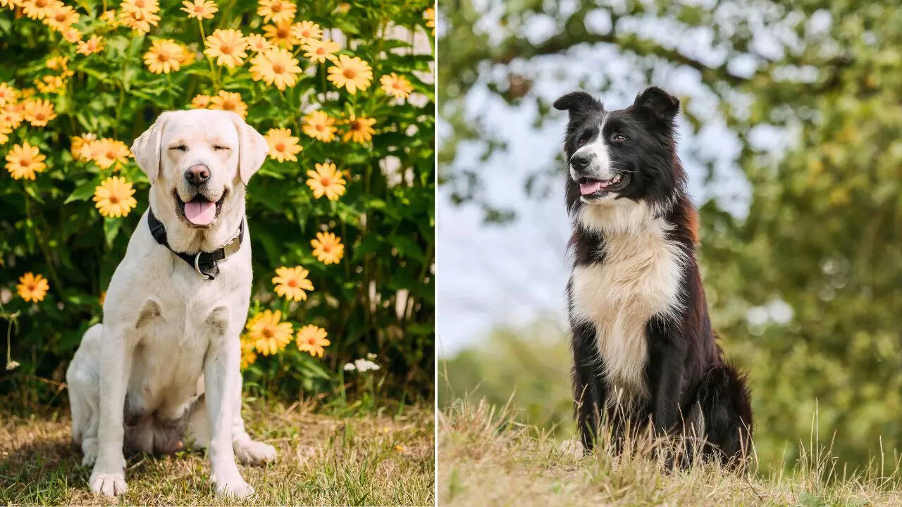 border collie e labrador